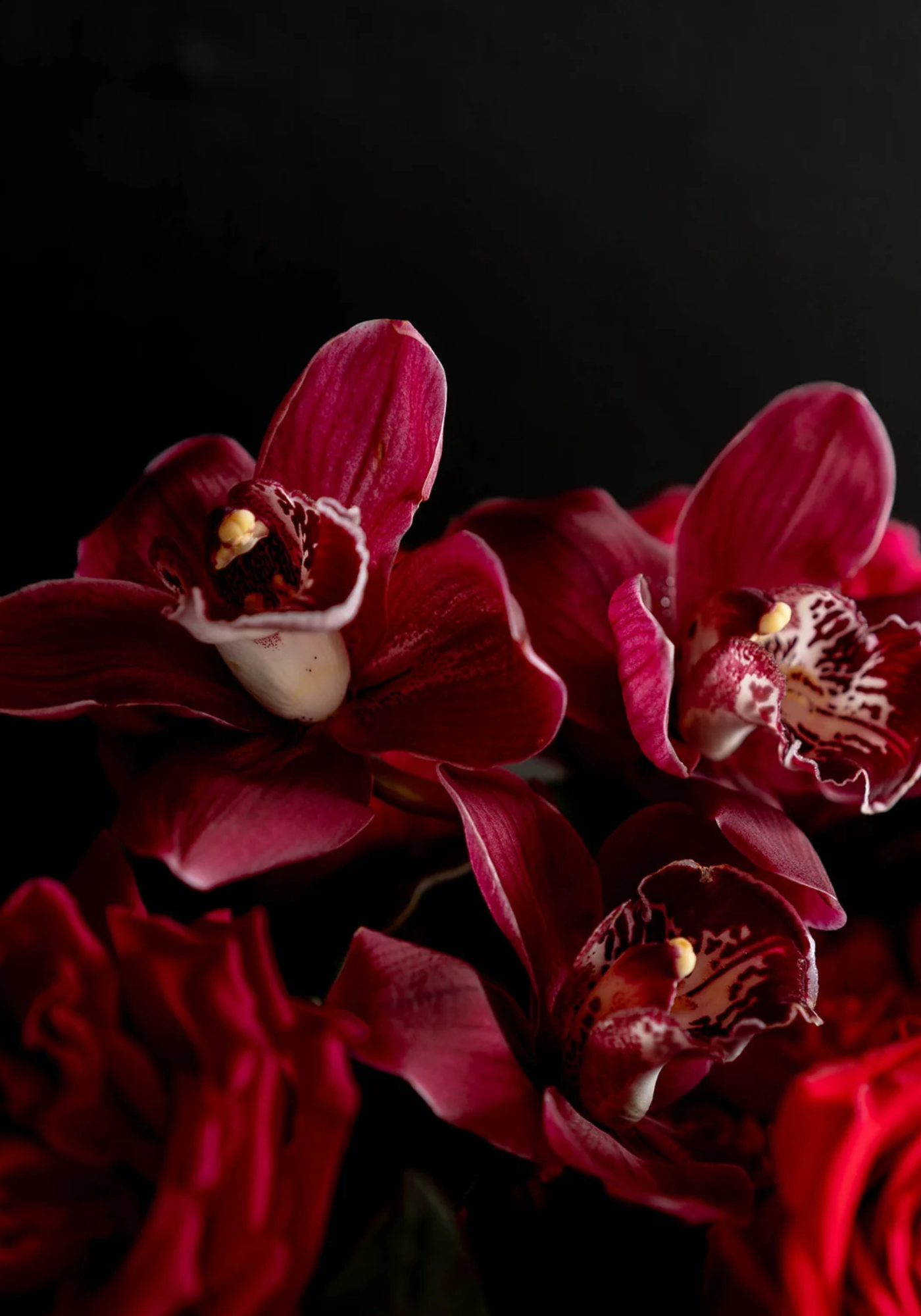Close-up of vibrant red orchids with delicate patterns against a dark background, showcasing their elegance.