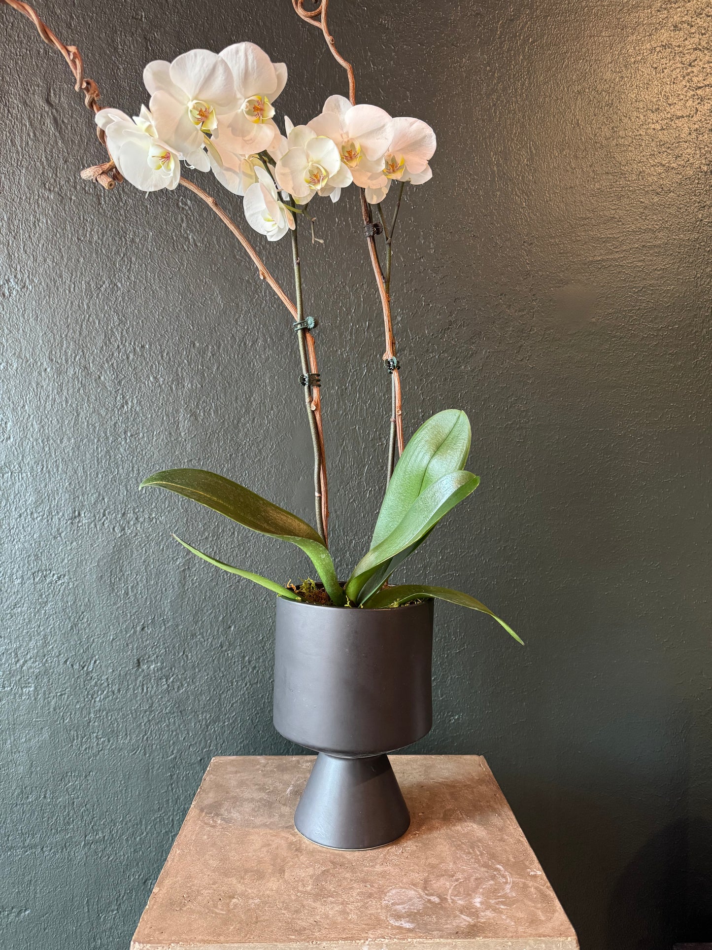 Phalaenopsis Orchid Plant